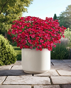 Гвоздика Мерси Флери