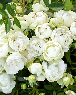 Роза почвопокровная Вайт Морсдаг