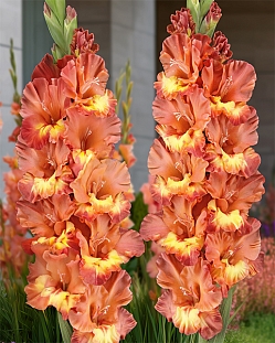 Гладиолус Хучи Кучи Мэн