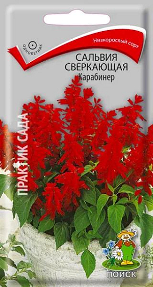 Семена Сальвия Карабинер сверкающая.
Один из самых популярных сортов. Куст компактный, с темно-зеленой листвой, высотой 25 см. Соцветия крупные, ярко-красные. Сорт поздний. Цветет обильно с конца июля до заморозков. Используют для рабаток, бордюров, клумб. 
Агротехника. Растение предпочитает солнечные места, хорошо дренированные, умеренно плодородные, рыхлые почвы. Размножают посевом семян в феврале - начале марта в рассадные ящики, слегка присыпав их мелкозернистым песком. При температуре почвы +22 °С всходы появляются на 10-15 день. Сеянцы пикируют дважды. В открытый грунт рассаду высаживают в начале июня, выдерживая расстояние между растениями 20-25 см.
Семена соответствуют требованиям международных стандартов и ГОСТу РФ 12260-81.