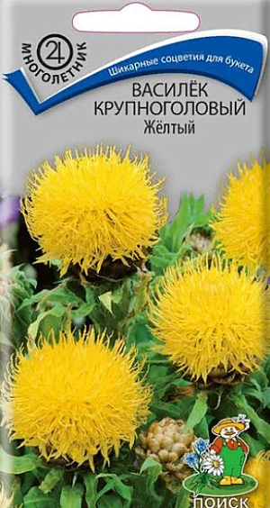 Семена  Василёк крупноголовый Жёлтый. Куст высотой до 100 см хорошо держит форму, не разваливается. На прямых толстых стеблях распускаются жёлтые «шары», диаметром до 5 см. Листья продолговато-ланцетные. Цветет в июле-августе.. Используют для групповых посадок, миксбордеров, розариев, а также служат хорошим украшением для букетов.<br>
 <strong style="color: #444444;"><br>
 </strong>Агротехника. <span style="color: #444444;"> Растение зимостойкое, засухоустойчивое к почвам нетребовательно. Предпочитает питательные, рыхлые почвы и солнечные места. Семена высевают в апреле на постоянное место с последующим прореживанием, выдерживая расстояние между растениями 30-35 см. При температуре почвы +18°C всходы появляются через 14-20 дней. Омолаживание проводится делением куста каждые 3-4 года. </span>