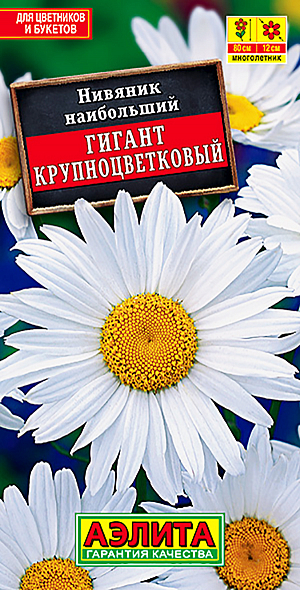 Семена Нивяник Гигант.
Популярный зимостойкий многолетник с крупными соцветиями-корзинками ø 11-13 см. Стебли прямые, прочные, высотой до 80 см. Цветение обильное, продолжительное – с середины лета до заморозков. Растения неприхотливые, предпочитают солнечные места с плодородными, умеренно влажными почвами. Хорошо смотрятся в групповых посадках в цветниках, на фоне кустарников, в высоких бордюрах вдоль дорожек. Сорт дает отличный материал для срезки, соцветия стоят в воде 9-10 дней. Агротехника. Посев семян непосредственно в открытый грунт под зиму, в конце октября, или ранней весной. Возможен посев на рассаду в марте, с высадкой рассады на постоянное место в конце мая. Необходимы регулярные поливы, прополки, рыхления и подкормки. Взрослые кусты каждые 2 года рекомендуется омолаживать делением.
