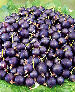 Саженцы Смородиново-Крыжовниковый гибрид Йошта