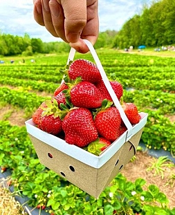 Саженцы клубники (земляники) садовой Лорд