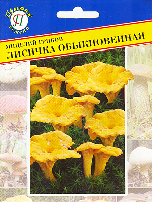 Мицелий грибов Лисичка обыкновенная