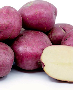 Семенной Картофель Кармен