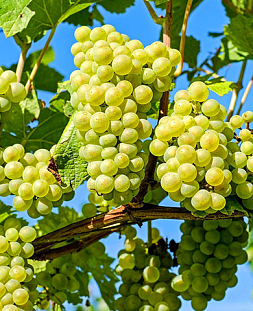 Саженцы Виноград Онтарио