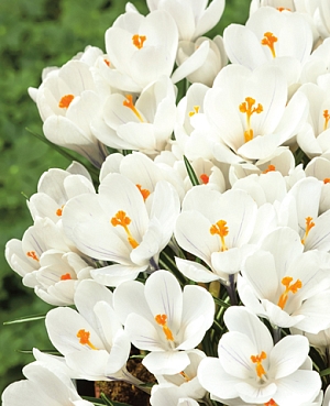 Крокус Жанна д'Арк