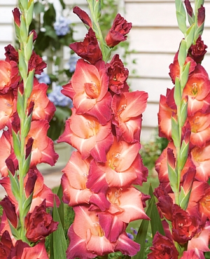 Гладиолус Окаса