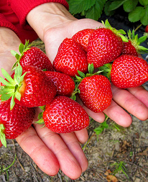 Саженцы Клубники (Земляники) садовой Соловушка