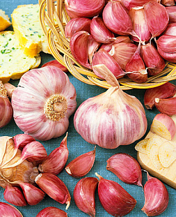 Чеснок озимый Башкирский 85 10шт