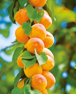 Саженцы Абрикос колонновидный Голд