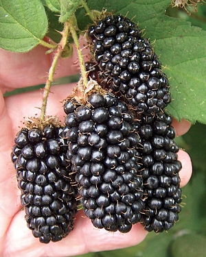 Саженцы Ежевика Бедфорд Джаинт