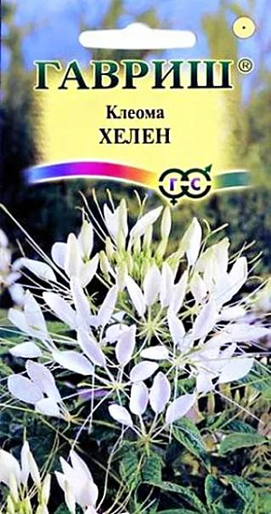 Семена Клеома Хелен белая<br>
 <br>
 Однолетнее полукустарниковое растения высотой 90-150 см. Цветки белые, очень своеобразные, похожие на паучка - четыре лепестка венчика расположены с одной стороны цветка, а с другой - тонкие и длинные тычинки и столбик. Цветки собраны в конечную многоцветковую кисть, распускаются снизу вверх и кисть при этом постепенно вытягивается. Из отцветших цветков образуются направленные в стороны вытянутые коробочки на длинных плодоножках. Растение свето- и теплолюбивое, засухоустойчивое, не переносит застоя воды. Клеома-очень эффектное растение, сразу приковывает к себе взгляд, даже если его высаживают на заднем плане большого цветника. Однако лучше всего смотрится в небольшой группе или одиночно среди более низкорослых цветов или зеленого газона. В срезке стоит более 10 дней, рекомендуется для оригинальных цветочных композиций.<br>
