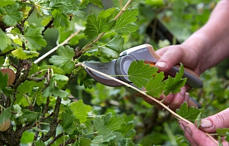 Умная обрезка малины, смородины и крыжовника в сентябре: что можно резать, а что категорически нельзя? Умная обрезка малины, смородины и крыжовника в сентябре: что можно резать, а что категорически нельзя?