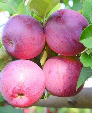 Саженцы Яблоня Памяти Ульянищева