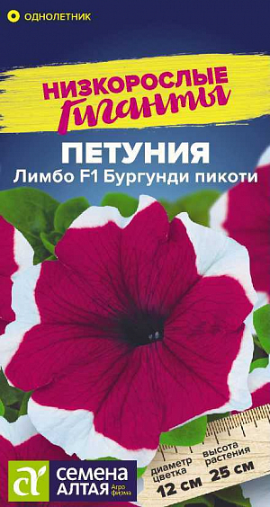 Семена Петуния Лимбо Бургунди пикоти F1.<br>
 <br>
Петуния Лимбо – единственная на рынке генетически карликовая серия крупноцветковой петунии. Растение имеет очень хорошее ветвление, не перерастает и не вытягивается в течение всего сезона. Не нуждается в регуляторах роста. Образует компактные кустики, покрытые крупными, до 12 см в диаметре, бордовыми с белой каймой цветками. Растение очень быстро восстанавливается после дождя. Цветение наступает раньше, чем у других крупноцветковых петуний. Идеальный материал для декоративного оформления балконов, фасадов зданий, городских и садовых участков.