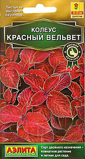 <div>
 <b>Колеус "Блюме Красный вельвет"</b><br>
 <br>
</div>
 Высота растения 30-35 см.<br>
 <br>
 Популярное декоративнолиственное растение, которое с равным успехом используется как комнатное и как садовый летник. Выращивать его из семян – большое удовольствие, он отлично удается даже у новичков цветоводства. Невероятно яркие, «попугайные» расцветки, бархатная фактура и разнообразная форма листьев воспринимаются с неизменным восхищением. Листья не выгорают на солнце, их насыщенный цвет сохраняется на протяжении всего сезона. Быстрорастущая «крапивка» хорошо смотрится в контейнерных композициях с другими летниками, в группах, на клумбах, в бордюрах, массивами на рабатках. Для максимальной декоративности колеусу необходим яркий свет, защита от ветров, легкая питательная почва. Чтобы растение не тратило сил на цветение, удаляйте цветочные стрелки сразу после их появления.<br>
 <br>
Посев семян на рассаду в марте. Сеют поверхностно, без заделки, под стекло. Всходы появляются через 10-12 дней. С появлением рисунка на листьях сеянцы пикируют в отдельные горшки.