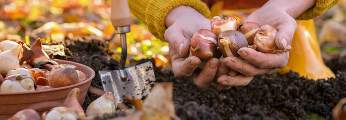 СРОЧНО! Какие луковичные цветы нужно заказать ПРЯМО СЕЙЧАС для посадки в октябре? СРОЧНО! Какие луковичные цветы нужно заказать ПРЯМО СЕЙЧАС для посадки в октябре?