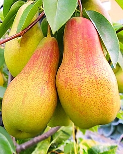 Саженцы Груша Талгарская красавица