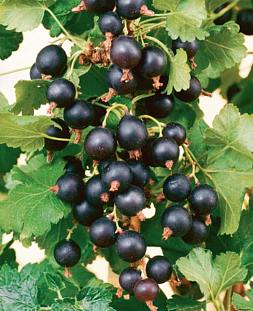 Саженцы Смородина черная Валовая