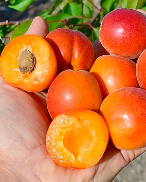 Саженцы Абрикос колонновидный Цунами