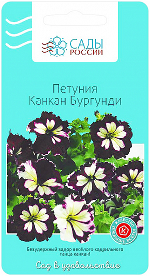 Семена Петуния Канкан Бургунди крупноцветковая.
Восхитительная новомодная группа двуцветных петуний. Невероятно яркие огромные цветки с бархатисто-шёлковыми волнистыми лепестками просто брызжут радостью и безудержным задором весёлого кадрильного танца канкан, переходящего от тёплого золотисто-солнечного лучика в центре в буйный энергетический шквал пламенных страстей сочных красно-вишнёво-бордовых оттенков, выразительно подчёркнутых контрастным молочно-белым пятном посередине.