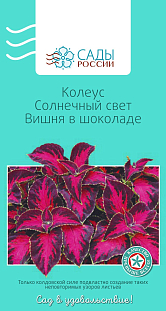 Колеус Солнечный свет Вишня в шоколаде 