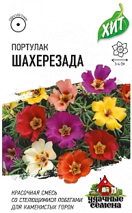 Портулак Шахерезада Портулак Шахерезада