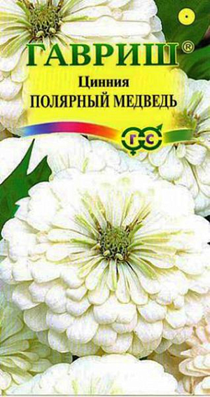Семена Цинния Полярный Медведь.
Однолетник. Растение высотой 60-90 см. Соцветия — корзинки 10-12 см в диаметре, кремово-белого цвета.
 Размножают семенами через рассаду, так как цинния чувствительна даже к самым легким заморозкам. 
Перед посевом семена желательно замочить. Посев в апреле, на глубину 1 см. 
Высадка в цветник производится после окончания весенних заморозков, выдерживая расстояние между растениями 30-35 см.
 Если рассада вытянулась, ее можно заглубить, так как у цинний быстро образуются придаточные корни. 
На юге циннию размножают прямым посевом в грунт в апреле — мае с последующим прореживанием. 
Начало цветения через 2,5 месяца после посева. Цветет очень обильно и продолжительно с середины июня до заморозков.
 Каждый цветок держится на растении долго, до 35 дней. Используют в клумбах, рабатках, больших массивах и для срезки.
 Особенно хорошо циннии смотрятся группой. Цветы долго стоят в воде, сохраняя яркость окраски. 
Их срезают, когда соцветие раскроется на 3/4, концы стеблей обжигают или обрезают в горячей воде. 
Подвядшему букету цинний можно вернуть свежесть, поместив его в горячую воду и предварительно обновив нижний косой срез.