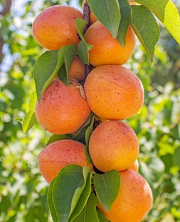 Саженцы Абрикос колонновидный Принц Март