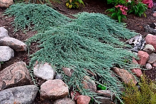 Можжевельник горизонтальный Айс Блю