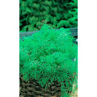 Семена Укроп Пушистый пучок - кустовой