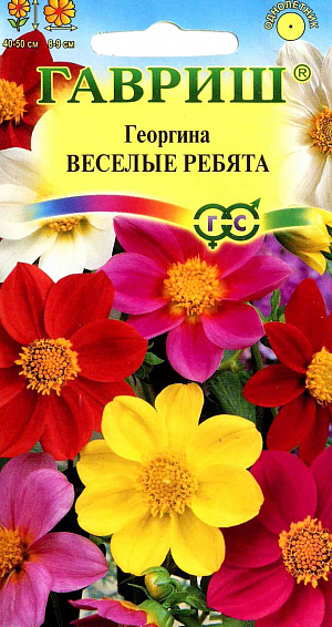 Семена Георгина Веселые ребята.
Однолетнее травянистое растение, чаще культивируемое, как однолетник из семейства Астровые. 
Образует многочисленные ветвистые стебли высотой 40-50 см. Период цветения – с июля до заморозков. 
Соцветия диаметром 8-9 см, розовой, красной, пурпурно-карминной, желтой, белой окраски. 
Предпочитает солнечные, защищенные от ветра участки с рыхлой, плодородной почвой.
Выращивается рассадным способом. Посев семян на рассаду проводят в марте-апреле, в открытый грунт растения высаживают после окончания весенних заморозков. 
Растения зацветает через 2-3 месяца после посева. Используется для посадки на клумбах, рабатках, в группах.