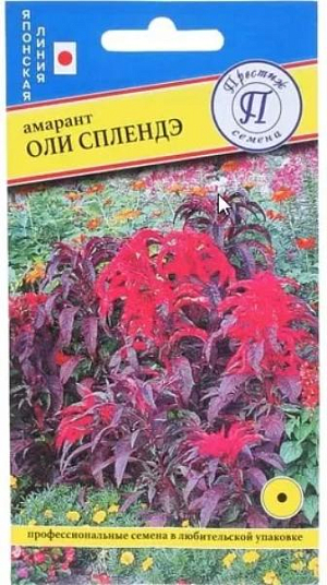 <div>
 Амарант Оли Сплендэ<br>
 <br>
 Однолетник. Среднерослое и кустистое растение,верхние листья яркие, темно-красные, а нижние листья с привлекательным бронзовым цветом. Рано формирует темно-красный цвет верхних листьев. Предпочитает солнечные участки сада, прекрасно растет в регионах с жарким летом. Амарант «Оли Сплендэ» идеально смотрится как центр или фон для более низких цветов (целозии, барвинка, гомфрены, петунии), превосходное растение для точечного или центрального озеленения бордюров. Высевают на рассаду в феврале-апреле. Семена равномерно распределяют по поверхности влажного субстрата, присыпают субстратом слоем 2-3 см, накрывают не прозрачной пленкой или стеклом (для прорастания амаранта не обходима темнота) и ставят в теплое место (температура для прорастания 25 градусов), всходы появляются на 8-10 день. После прорастания семян пленку или стекло убирают. Далее выращивать на свету. Проросшие растения пикируют в отдельные горшочки или ящики с шагом 5 см. Акклиматизированные растения высадить в грунт с шагом 40 см когда минует угроза заморозков.<br>
</div>
 <br>