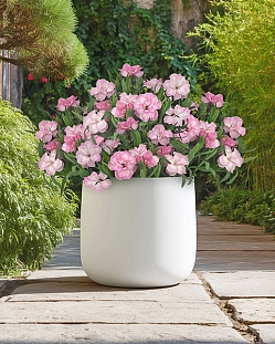 Гвоздика Оскар Лайт роуз