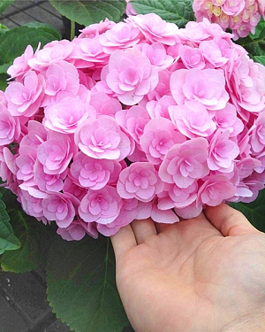 Гортензия крупнолистная Дабл Пинк Лав