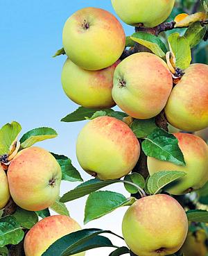 Саженцы Яблоня Богатырь