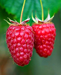 Саженцы Малина Шонеман