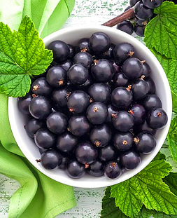 Саженцы Смородина Ядрёная