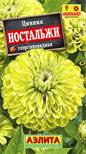 Семена Цинния Ностальжи георгиновидная.
Однолетник

Высота растения 90 см

Диаметр цветка 15 см

Один из самых популярных сортов циннии у цветоводов. Его используют для посадки в пестрые цветники, на клумбы, рабатки и для срезки. Срезанные цветы долго стоят в воде.
Для более раннего и обильного цветения циннию выращивают рассадным способом. Семена высевают в апреле, пикируют с развитием первой пары настоящих листочков. В открытый грунт рассаду высаживают с середины мая, когда минует угроза весенних заморозков. Расстояние между растениями 20 см. Возможен посев семян в открытый грунт в мае-июне на глубину 1-1,5 см.
