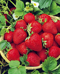 Саженцы Клубники (Земляники) садовой Элианни