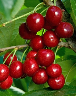 Черешня Василиса Черешня Василиса