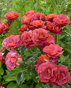 Роза флорибунда Хот Чоколейт