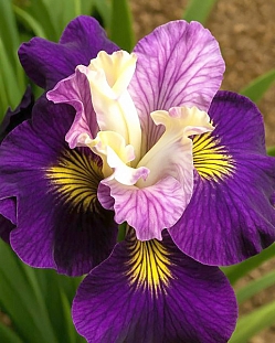 Ирис сибирский Он Малберри Стрит