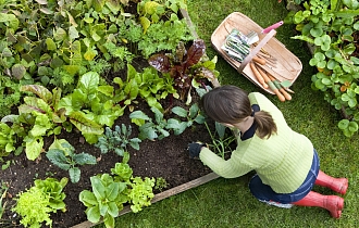 Грядка для суперраннего урожая. Что посеять под зиму в сентябре, кроме чеснока? Грядка для суперраннего урожая. Что посеять под зиму в сентябре, кроме чеснока?
