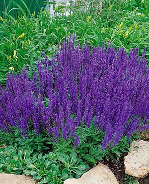 Шалфей дубравный Виолет квин