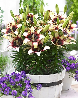 Лилия азиатская горшечная Тренди Дакота