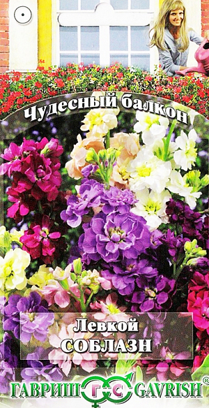Семена Левкой Соблазн.
Тонкий аромат на балконе, источаемый левкоями, - настоящая «услада» для наших чувств, улучшает настроение. Растения прямостоячие, высотой 30-35 см, зацветают в июне. Цветки диаметром до 3-4 см, ароматные, собраны в кистевидные соцветия. Цветовая гамма включает различные тона красной, лиловой, пурпурной, белой и др. окраски. Посев семян на рассаду проводят в марте. Рассаду высаживают во второй декаде мая на расстоянии 20 см. В ящики семена высевают в начале мая с последующим прореживанием и для непрерывного цветения проводят повторные посевы через 10-15 дней. Почвенную смесь готовят из дерновой земли и песка (3:1). Левкои светолюбивы и отзывчивы на полив.