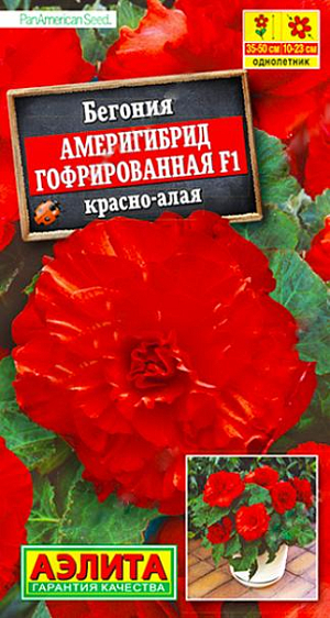 Семена&nbsp;Бегония Америгибрид гофрированная F1 красно-алая.&nbsp;Феноменально крупный цветок! При хорошем уходе достигает 23 см. в диаметре! Шедевр селекции. Таким потенциалом крупноцветковости не может похвастаться ни одна из известных серий. Растение имеет кустовой габитус. Высота куста 35-50 см, ширина – 25-30 см. Роскошными густомахровыми цветками в открытом грунте можно любоваться все лето. При выращивании в горшках бегония цветет с апреля по ноябрь. К концу вегетации формируются клубни диаметром 4-6 см, которые можно сохранить зимой при температуре не выше +10 °С и использовать для посадки в следующем сезоне<br>
 <br>
 .Семена в гранулах! Гранулы располагают на поверхности почвы, не заделывая их, хорошо увлажняют из распылителя. При попадании влаги на гранулу оболочка должна раствориться. Посевы накрывают стеклом для сохранения постоянной влажности до полных всходов. Всходам требуется подсветка, но не более 10 часов в сутки.<br>